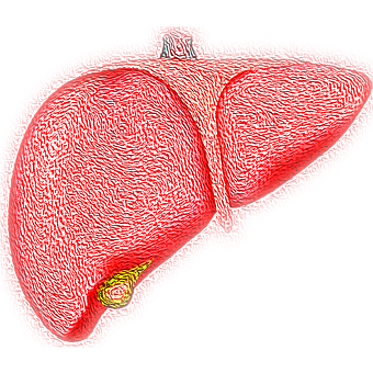 Human liver