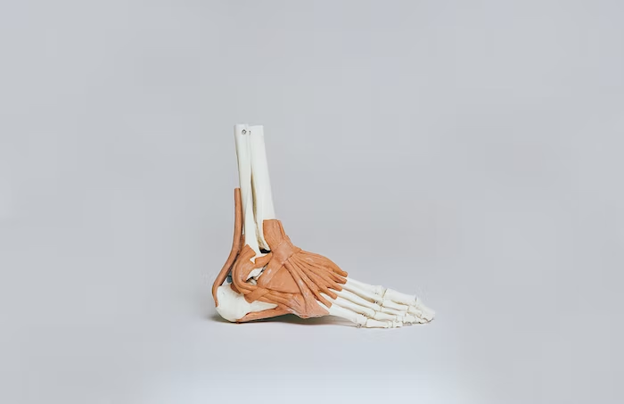 a 3D model of a foot