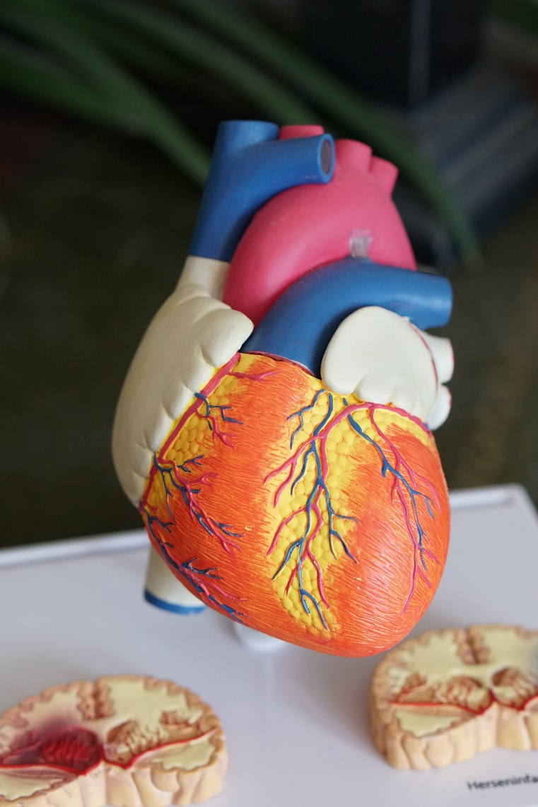 heart organ