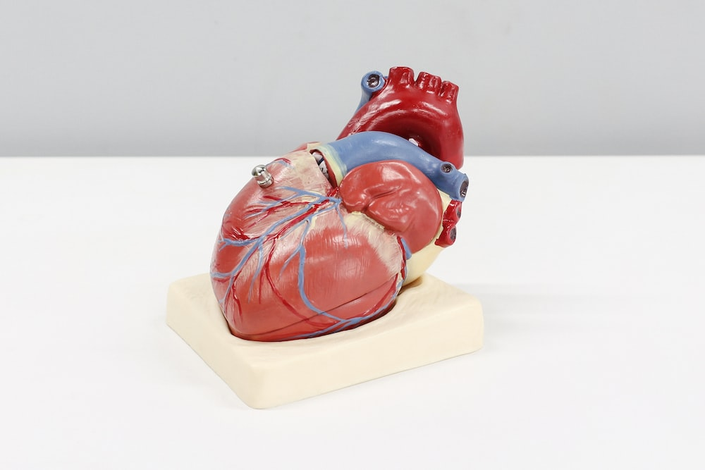 the anatomy of a heart